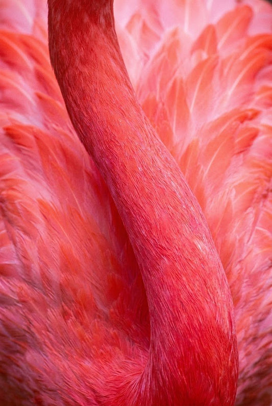 Velvet Coral | Fine Art Print | Flamingo Abstract