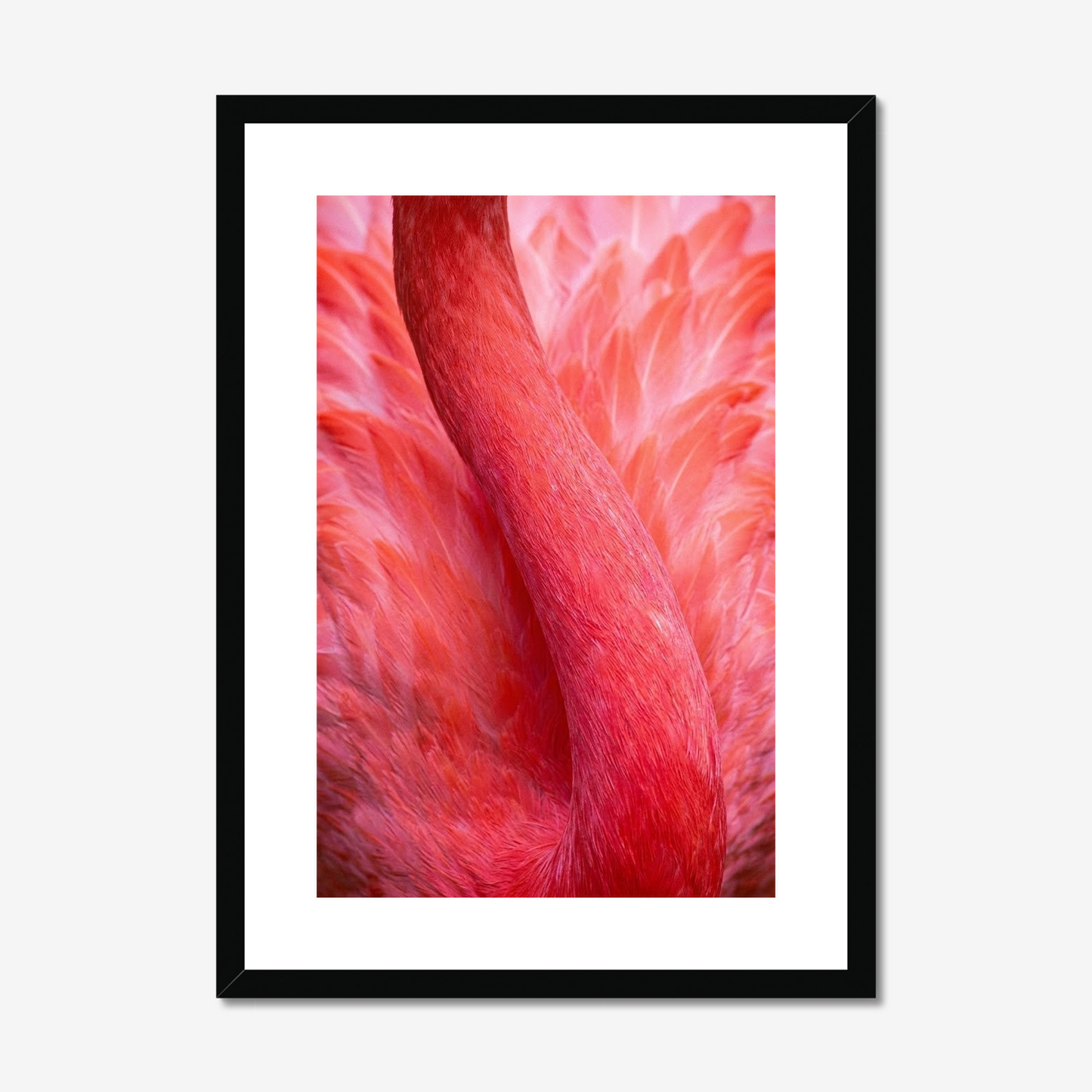 Velvet Coral | Fine Art Print | Flamingo Abstract