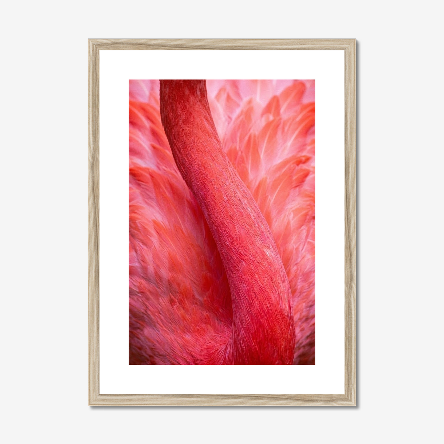 Velvet Coral | Fine Art Print | Flamingo Abstract