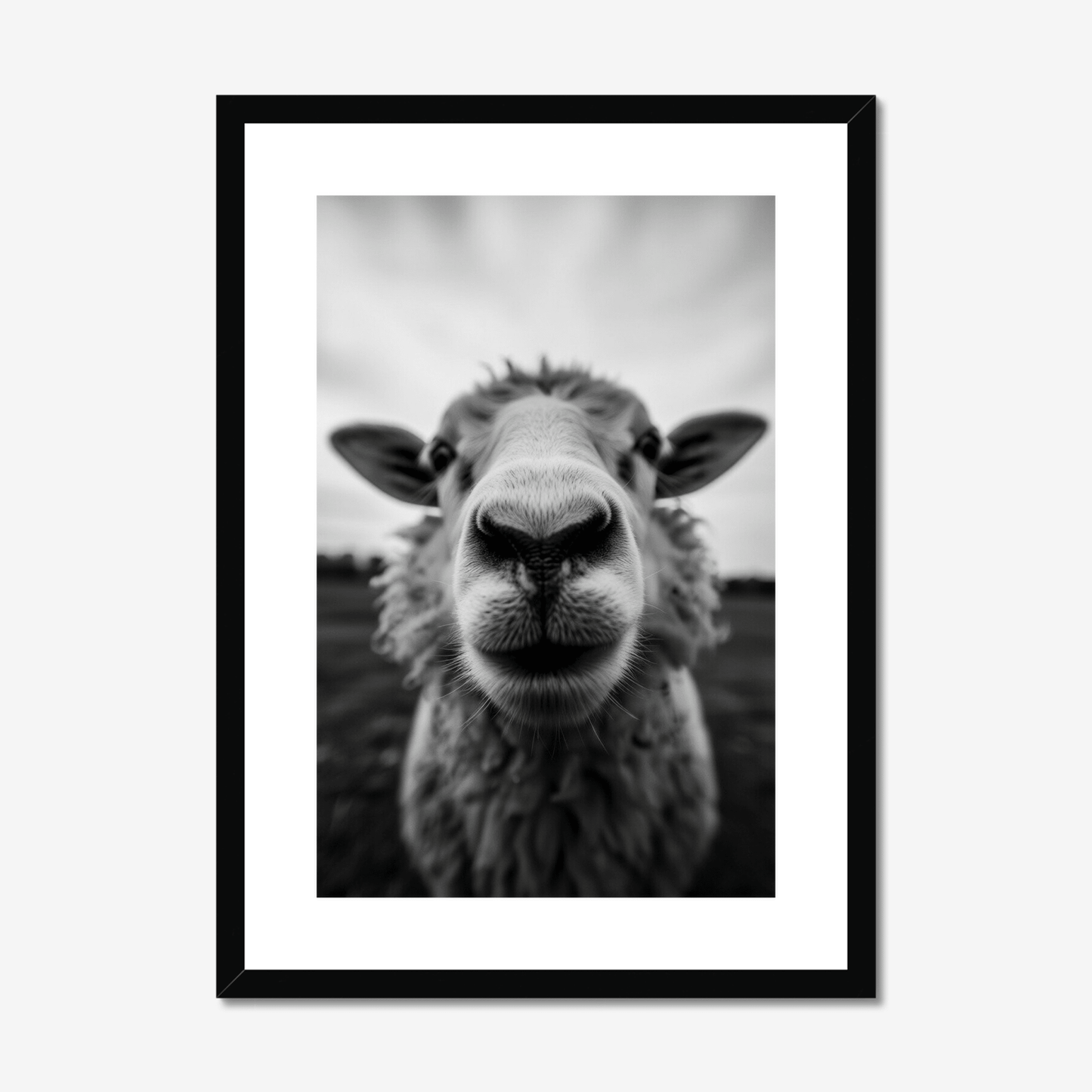 Hey Ewe - The 5th Room Studio