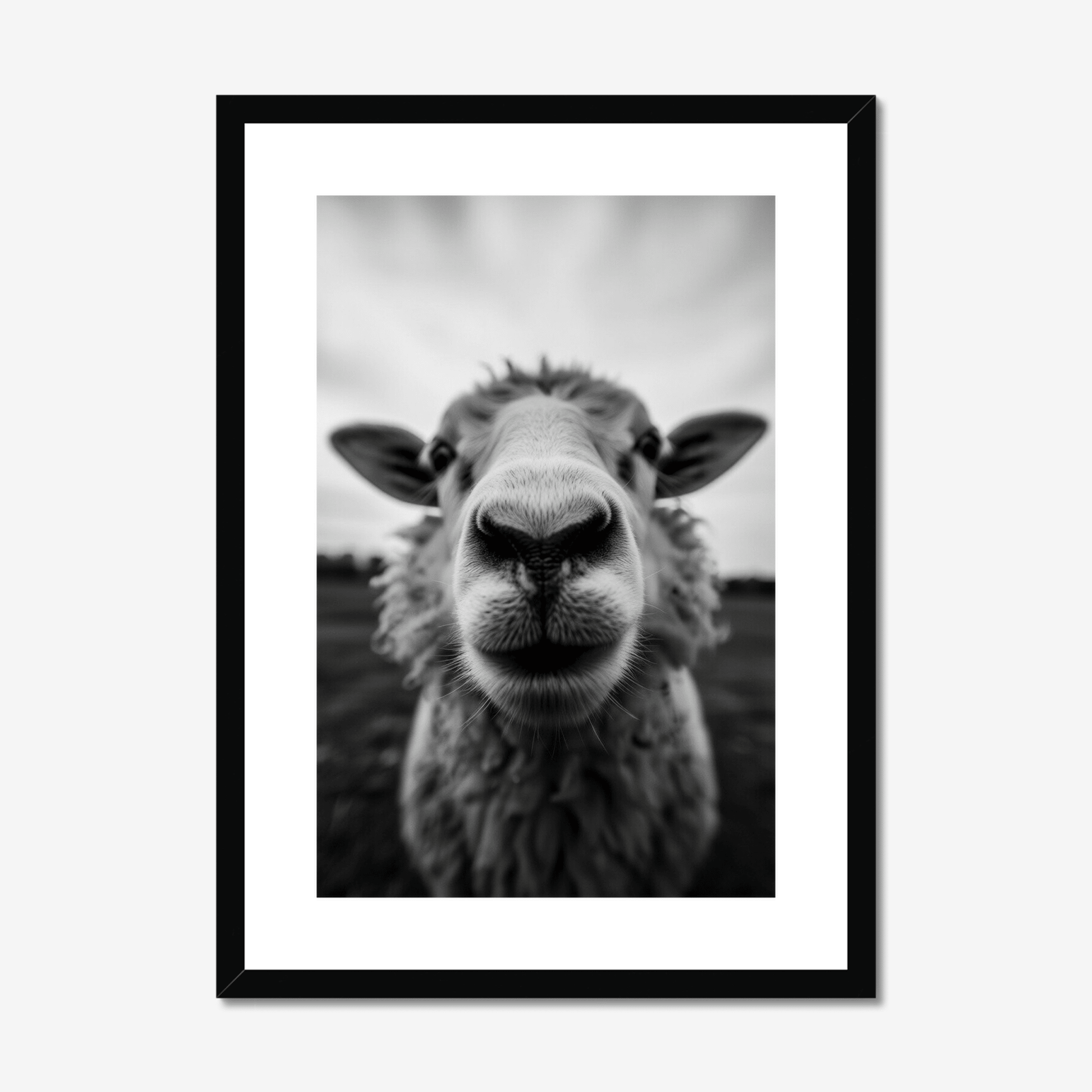 Hey Ewe - The 5th Room Studio