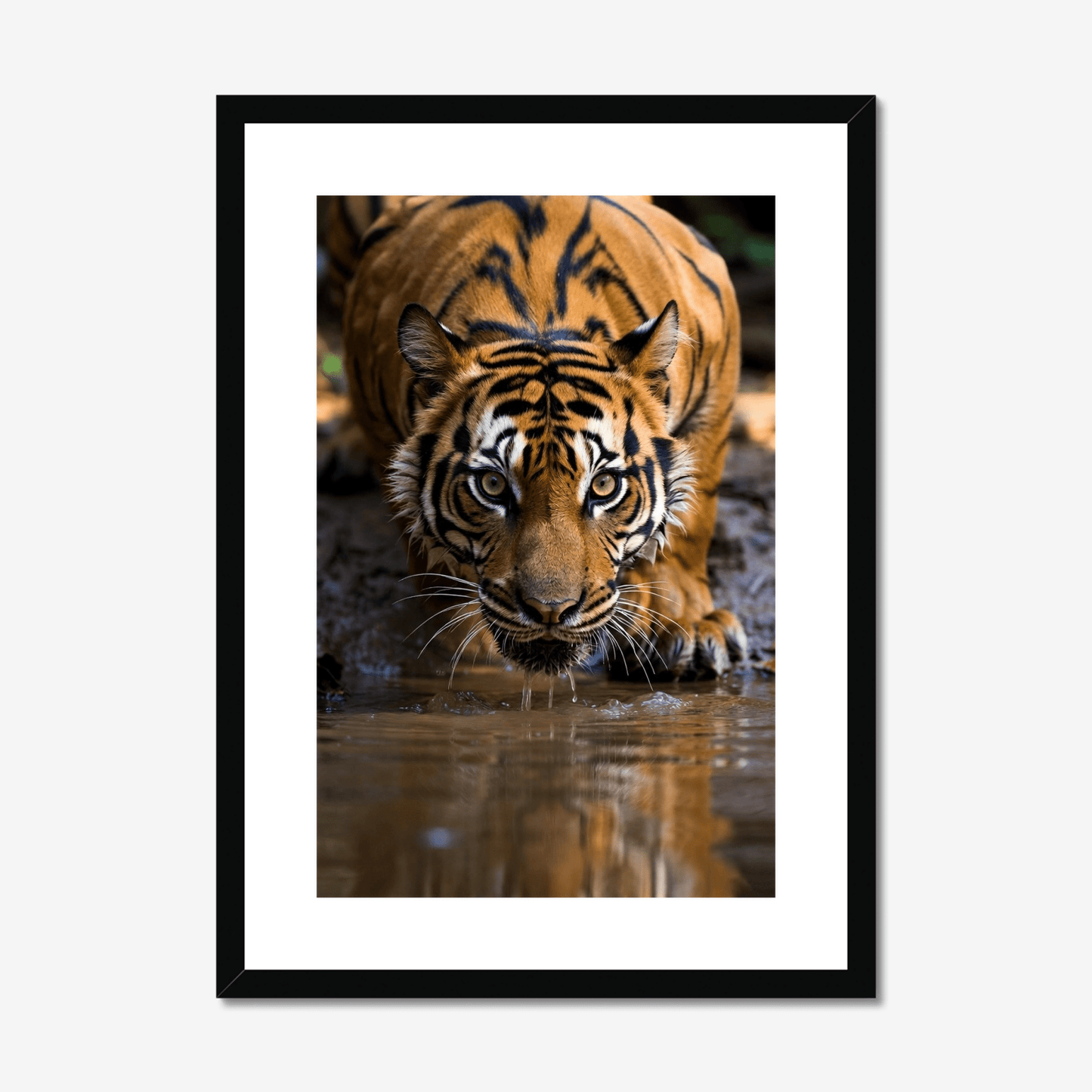 The Pause | Bengal Tiger Fine Art Print | Framed Wildlife Art - The 5th Room Studio