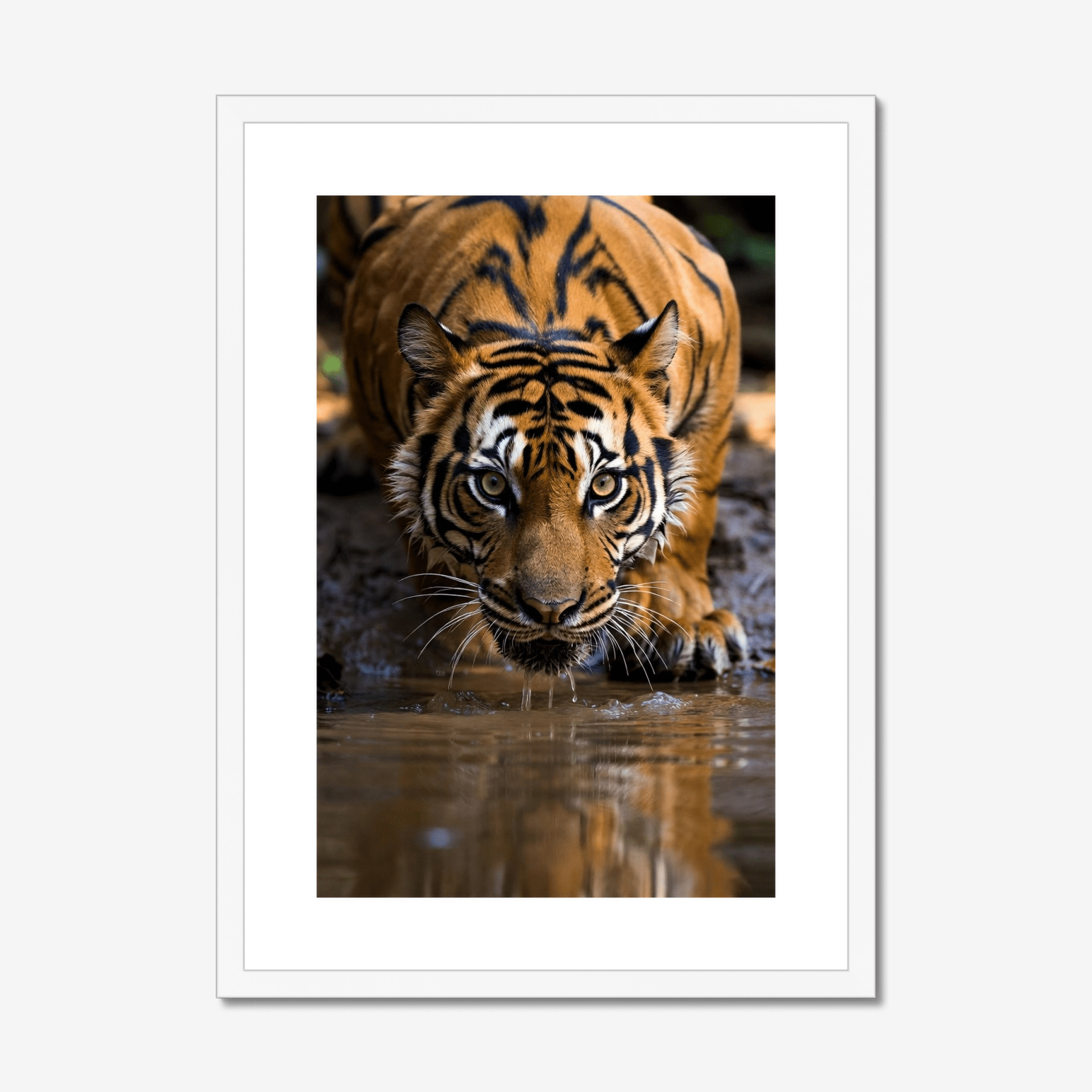 The Pause | Bengal Tiger Fine Art Print | Framed Wildlife Art - The 5th Room Studio