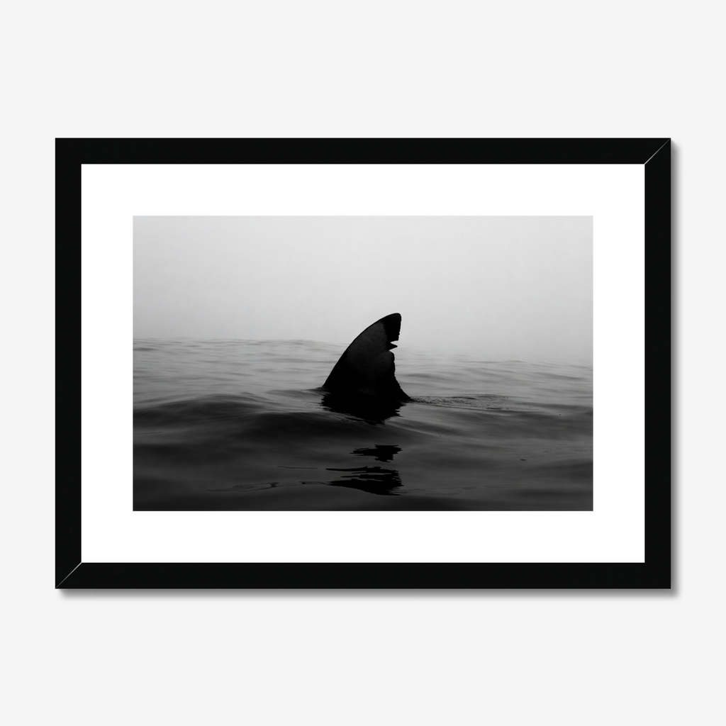 Framed black and white photograph of a shark fin emerging from water.