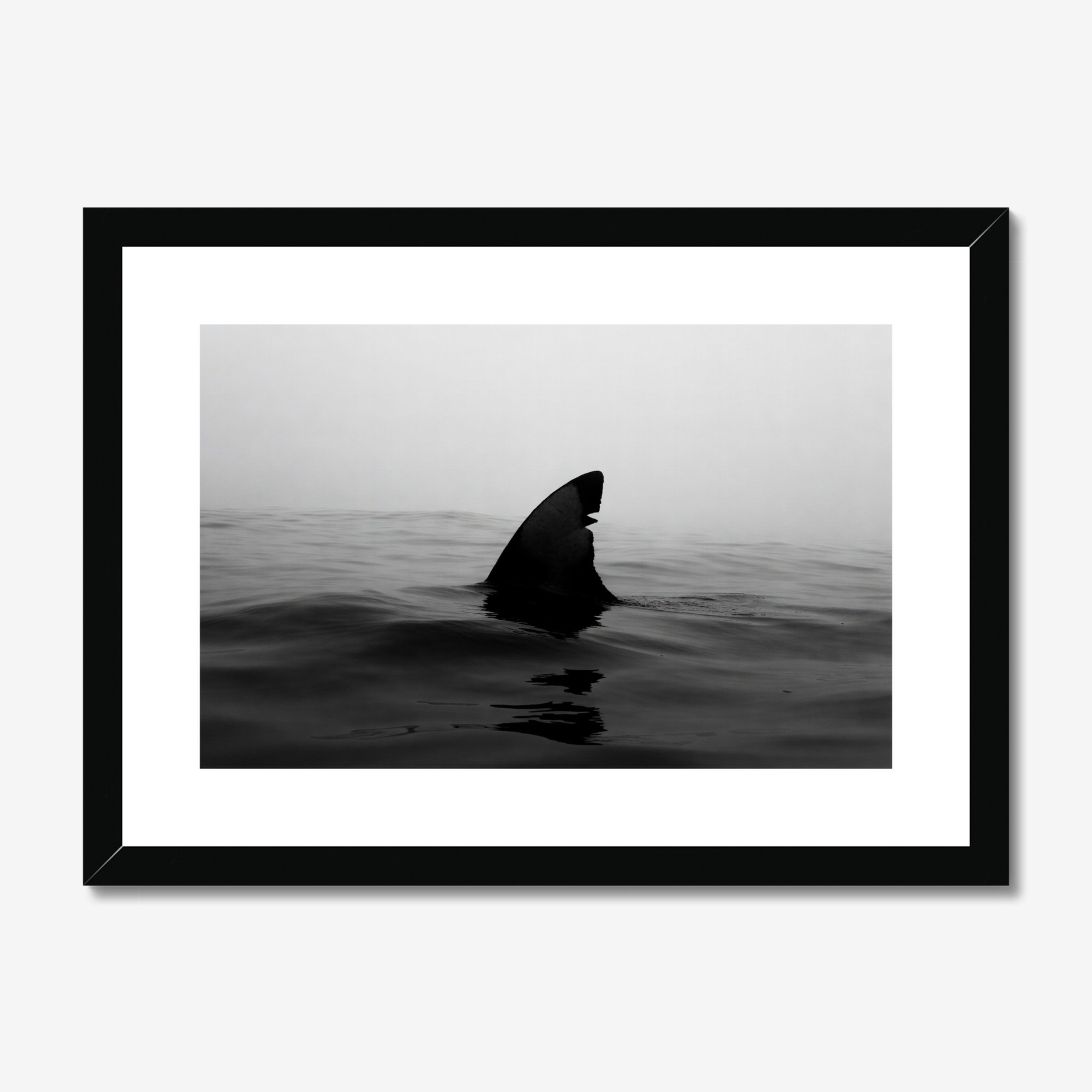 Framed black and white photograph of a shark fin emerging from water.